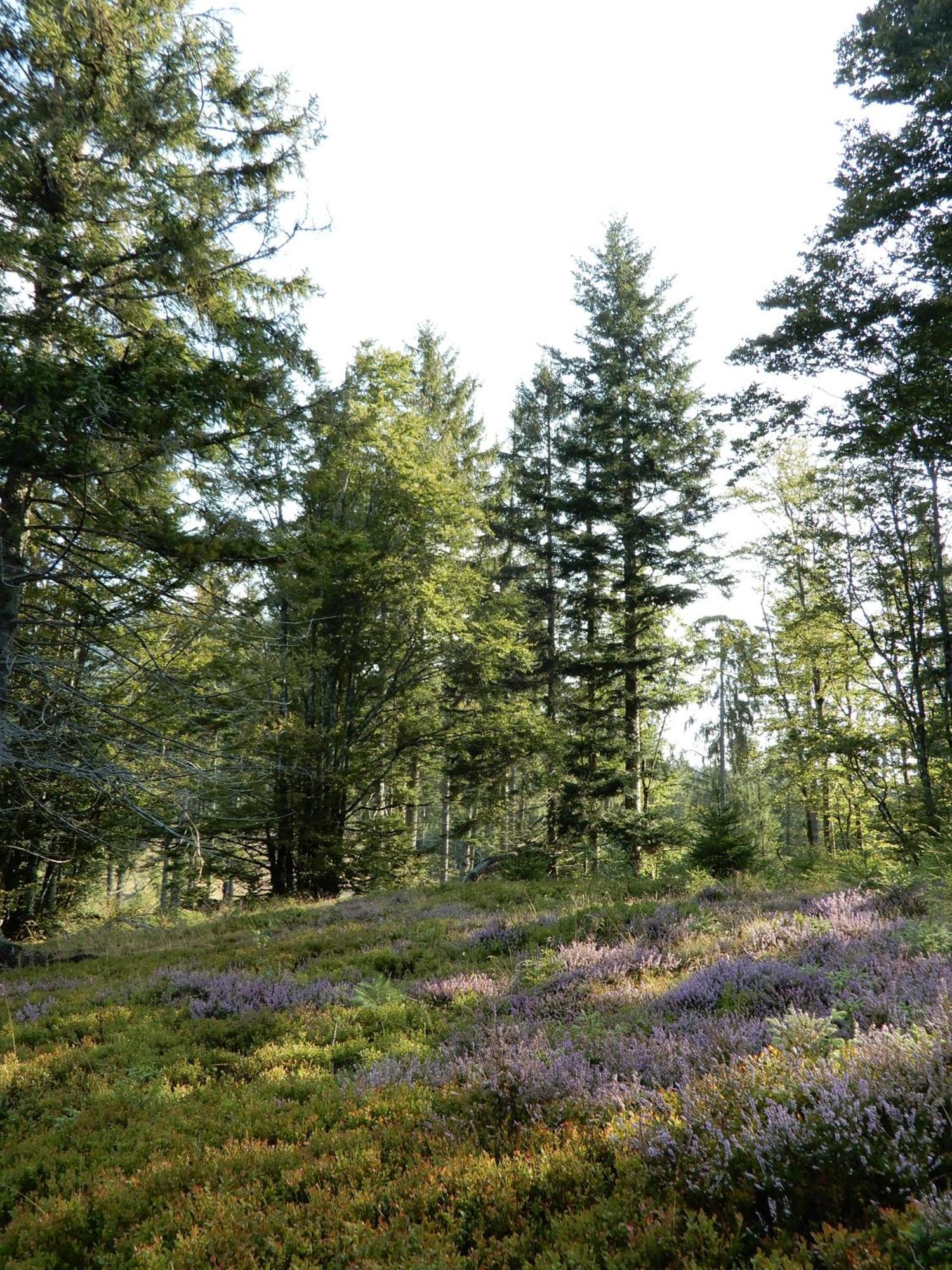 Gartenferienhaus "Annaluise" Schönau im Schwarzwald Kültér fotó